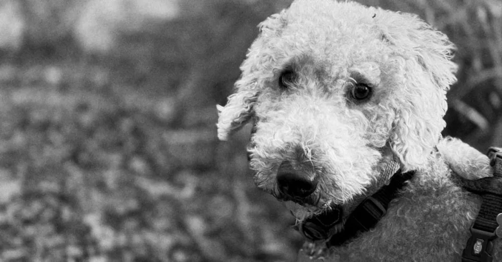 Image de l'article: Assurance pour les animaux : Protégez vos compagnons fidèles - Actualités assurance animaux JeSwitch