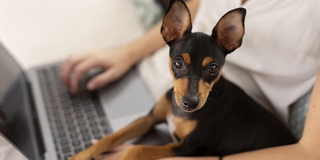 Image de l'article: Assurance animale 2026 : protégez chien et chat facilement - Actualités assurance animaux JeSwitch