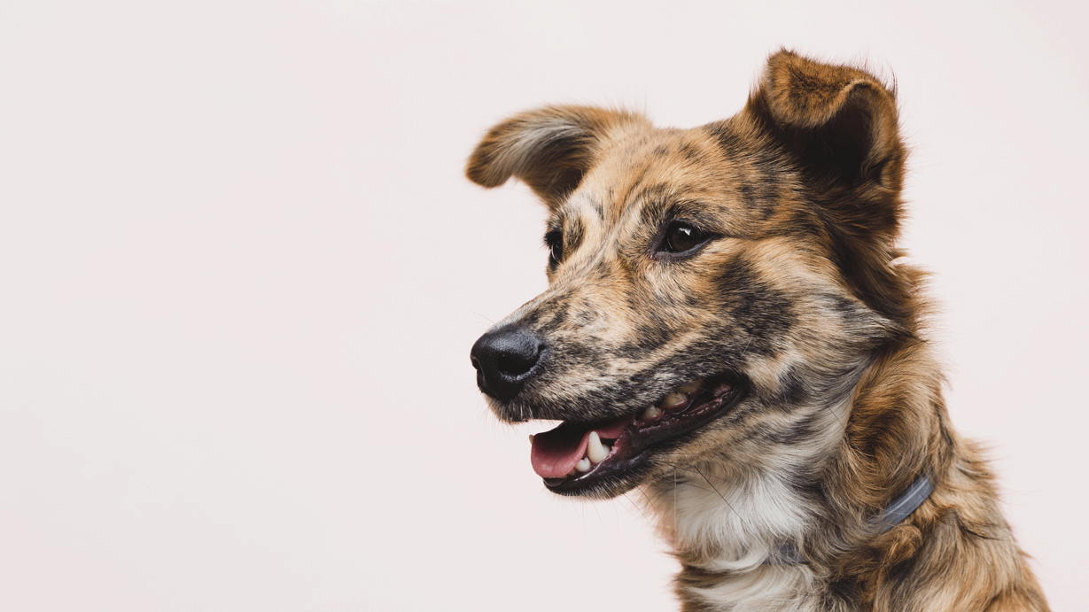 Image de l'article: Assurance animaux prix : Trouvez la meilleure offre maintenant - Actualités assurance animaux JeSwitch