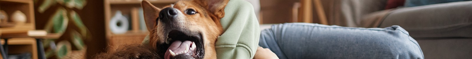 Image de l'article: Assurance animaux meilleurtaux : Protégez vos compagnons - Actualités assurance animaux JeSwitch