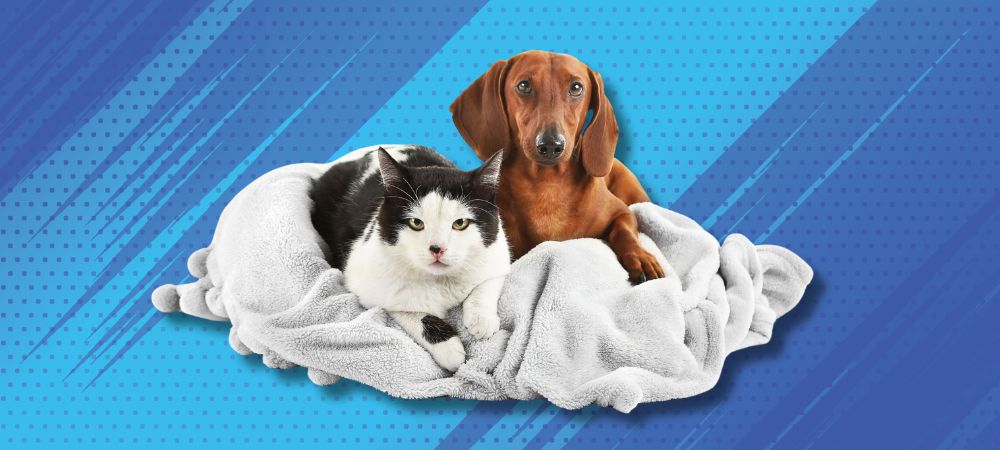 Image de l'article: Assurance santé animaux : Protégez vos compagnons à quatre pattes - Actualités assurance animaux JeSwitch
